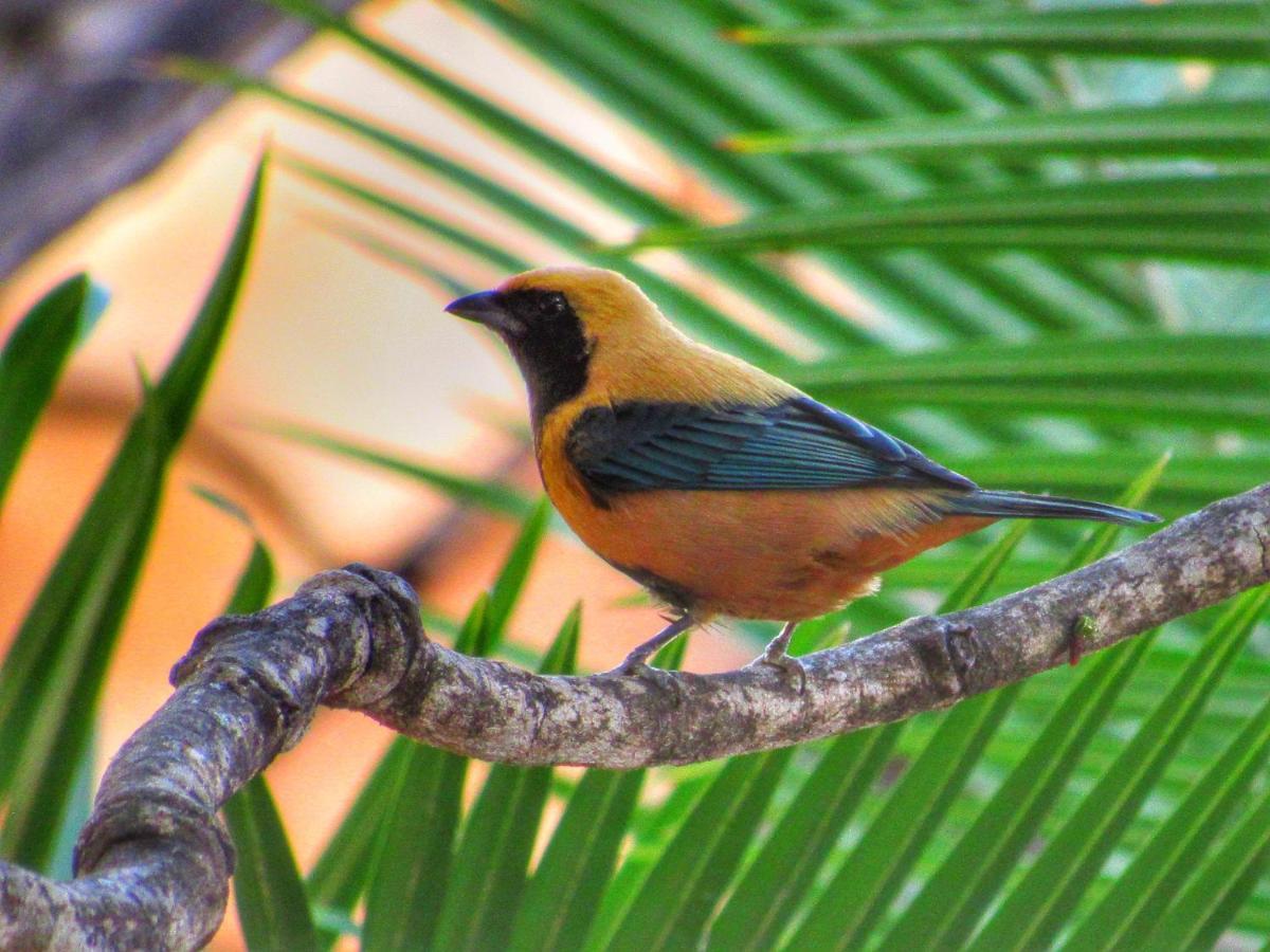 Pousada Anaue Cipo Serra do Cipo National Park 외부 사진