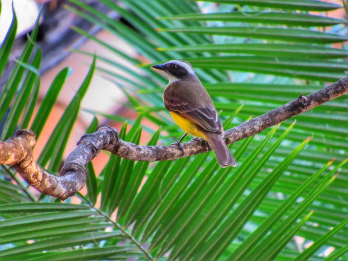 Pousada Anaue Cipo Serra do Cipo National Park 외부 사진